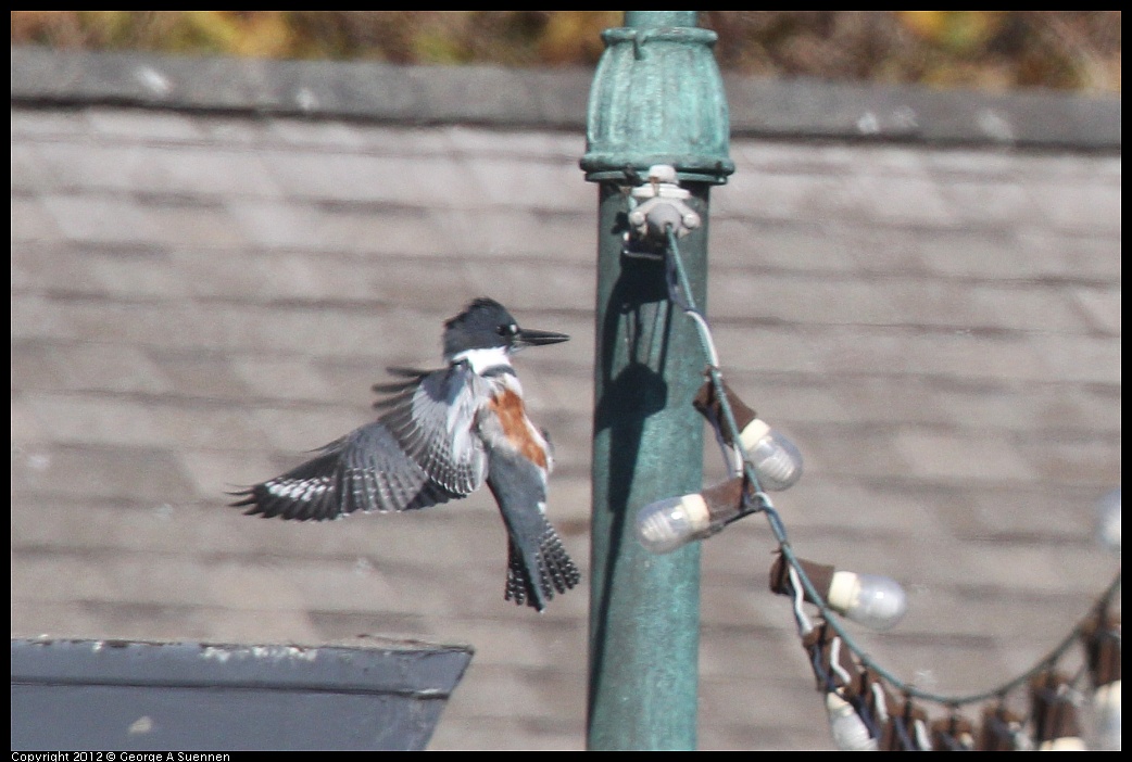 1103-112507-05.jpg - Belted Kingfisher