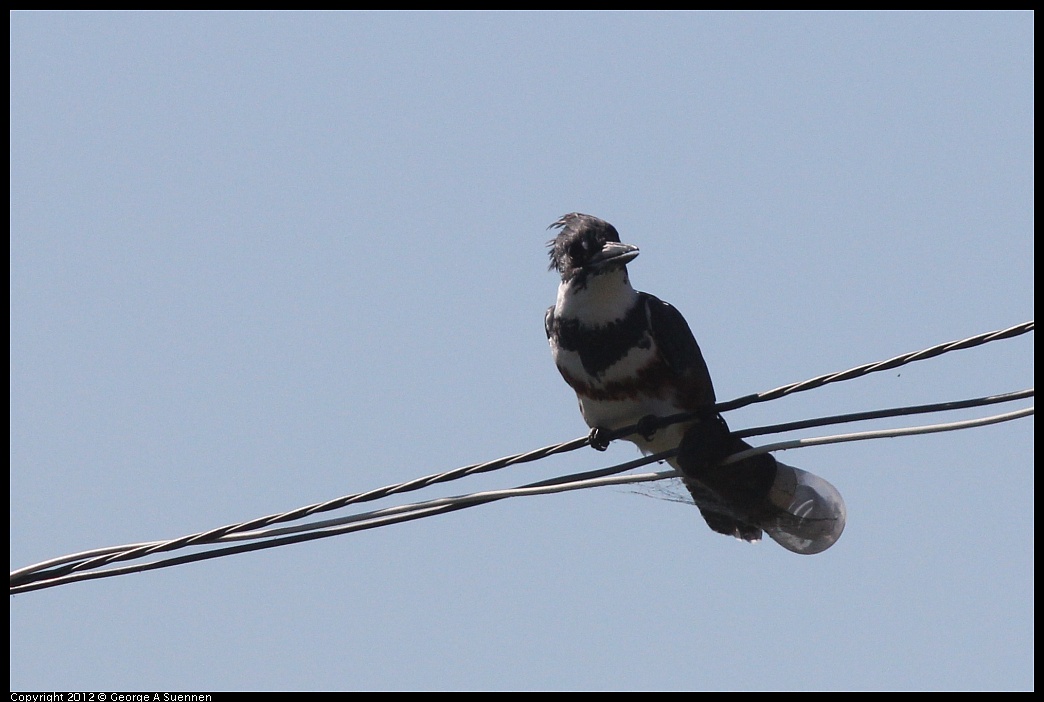 1103-113055-01.jpg - Belted Kingfisher