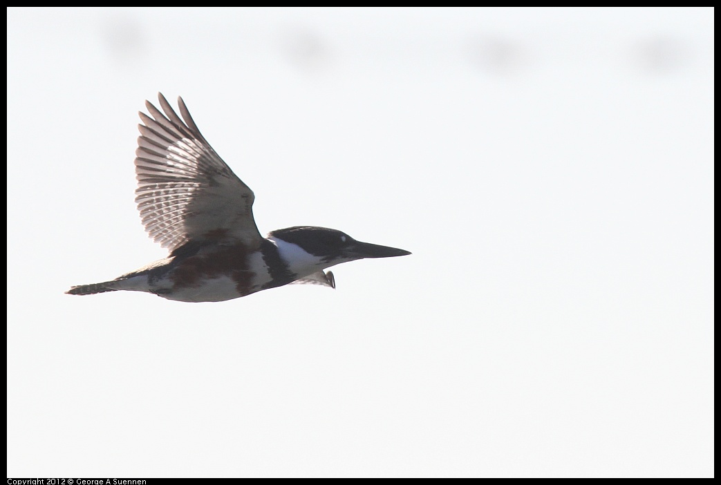 1103-113153-02.jpg - Belted Kingfisher