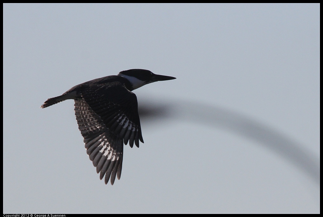 1103-113154-03.jpg - Belted Kingfisher