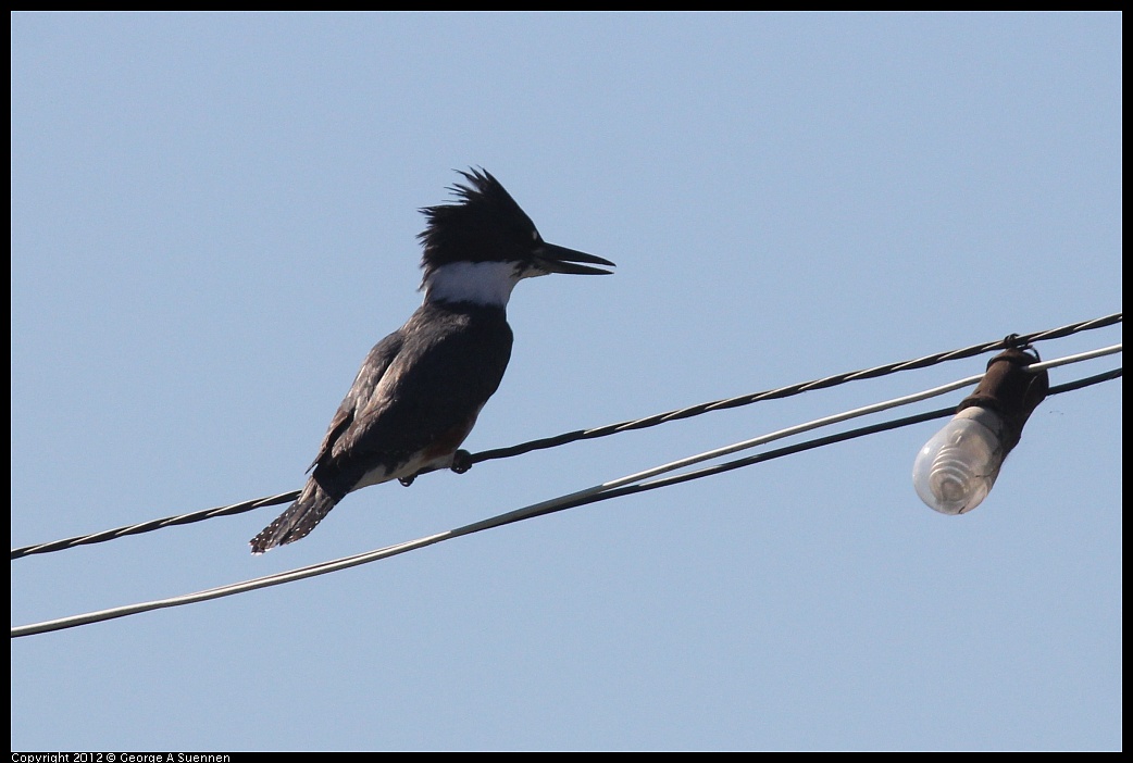 1103-113157-01.jpg - Belted Kingfisher