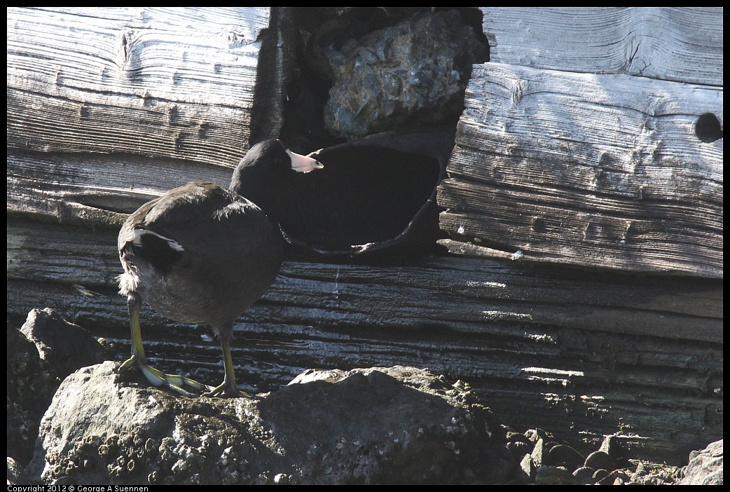 1103-113222-01.jpg - American Coot