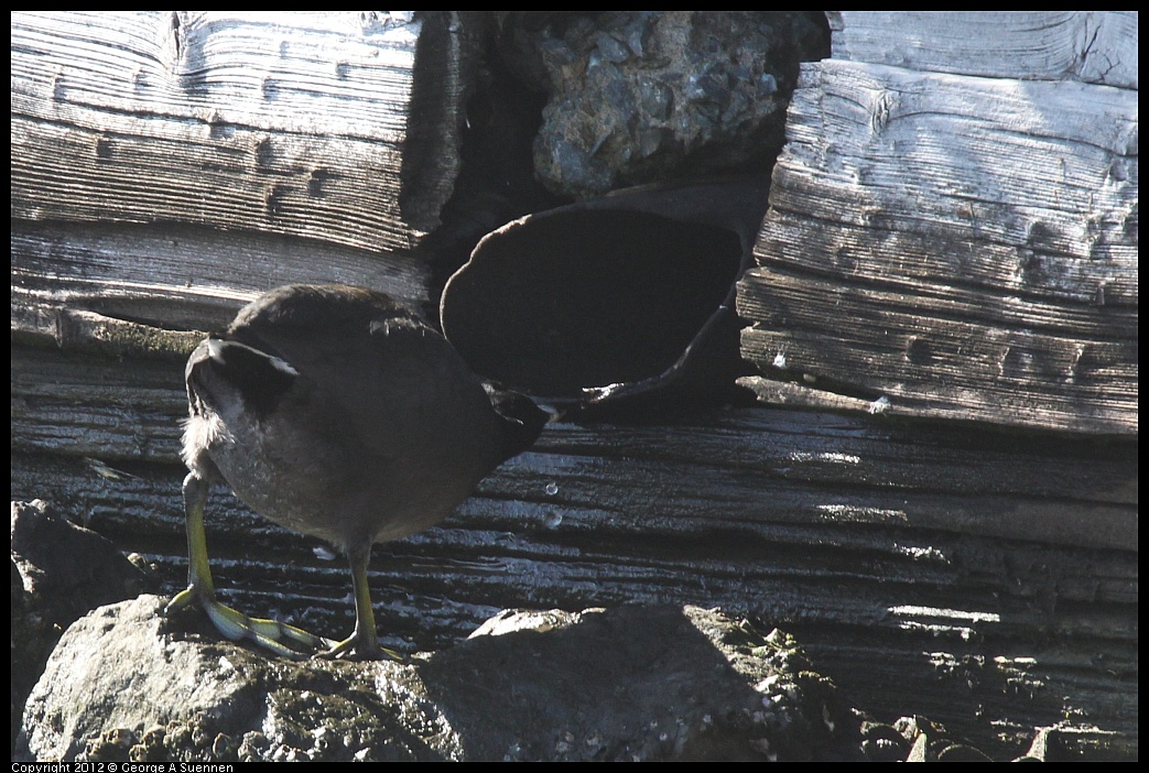 1103-113223-01.jpg - American Coot