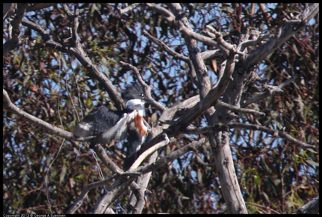 1103-113401-01.jpg - Belted Kingfisher