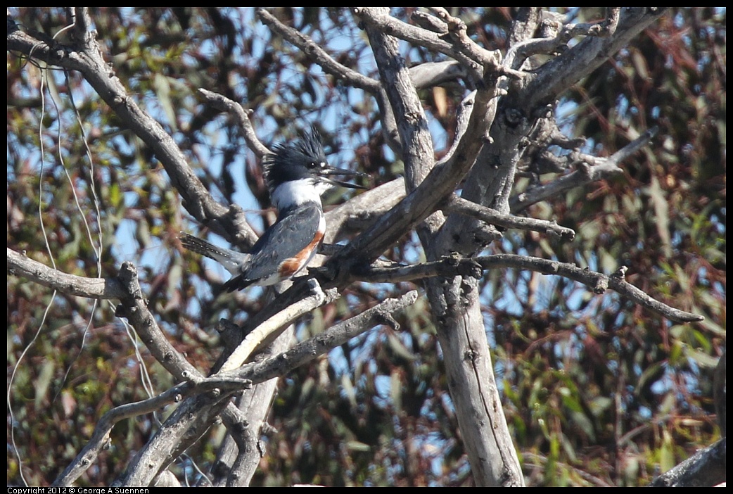 1103-113404-01.jpg - Belted Kingfisher