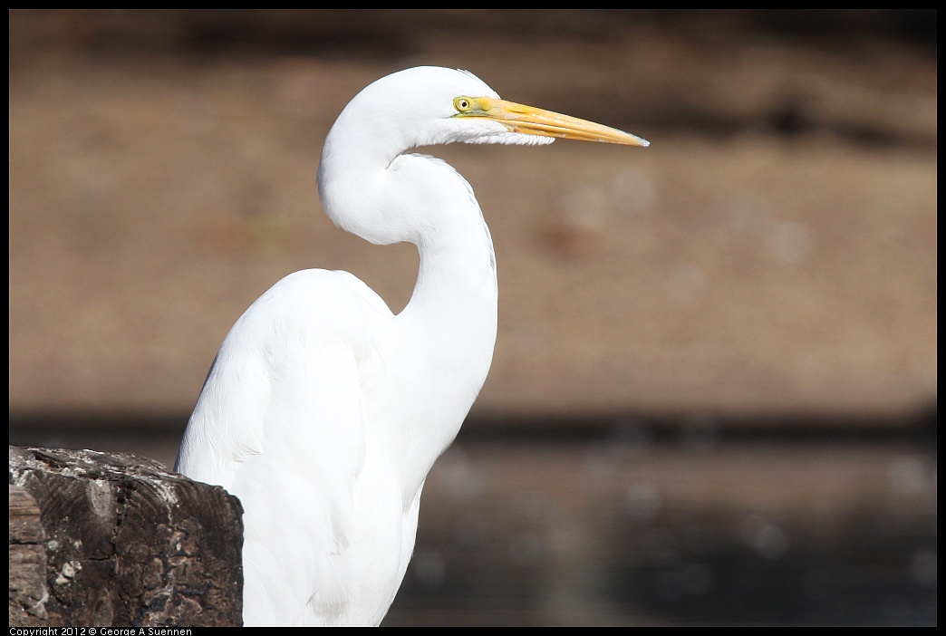 1103-113724-02.jpg - Great Egret