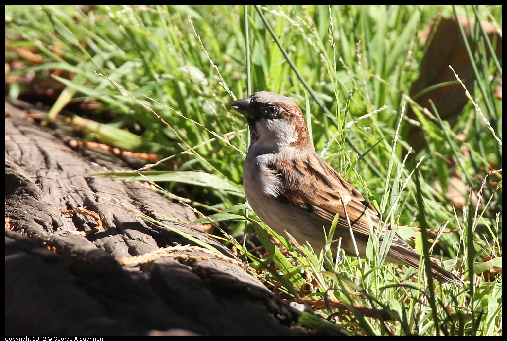 1103-113927-01.jpg - House Sparrow