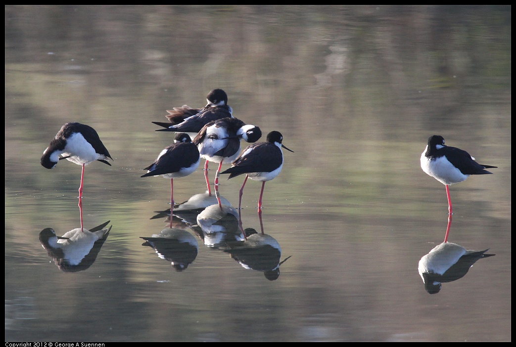 1106-083136-01.jpg - Black-necked Stilt