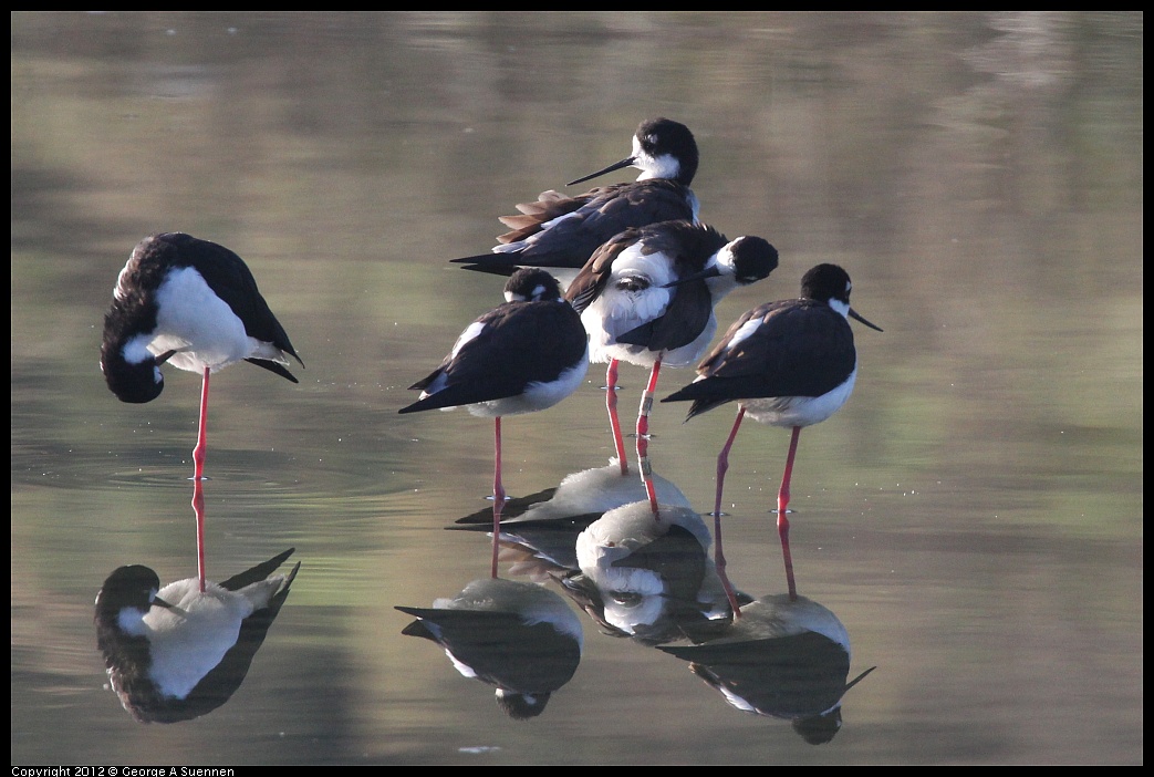 1106-083140-01.jpg - Black-necked Stilt