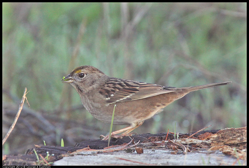 1106-083229-03.jpg - Golden-crowned Sparrow