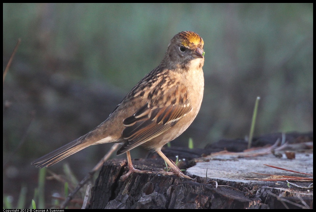 1106-083253-03.jpg - Golden-crowned Sparrow