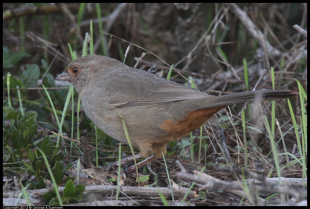 1106-083622-02.jpg - California Towhee