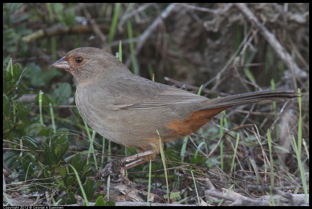 1106-083625-01.jpg - California Towhee