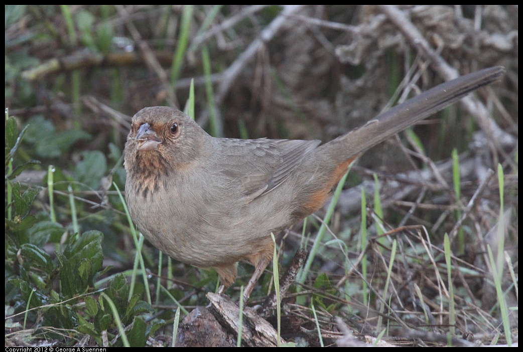 1106-083634-01.jpg - California Towhee