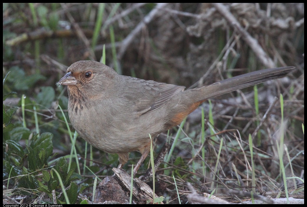 1106-083634-04.jpg - California Towhee