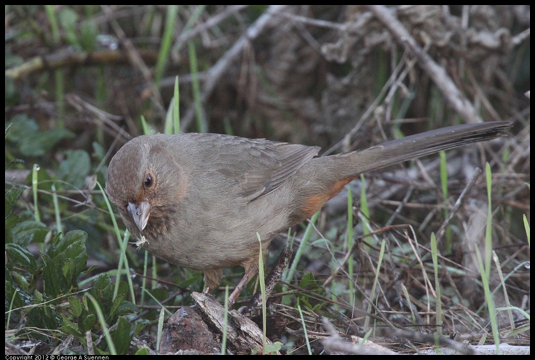 1106-083635-03.jpg - California Towhee