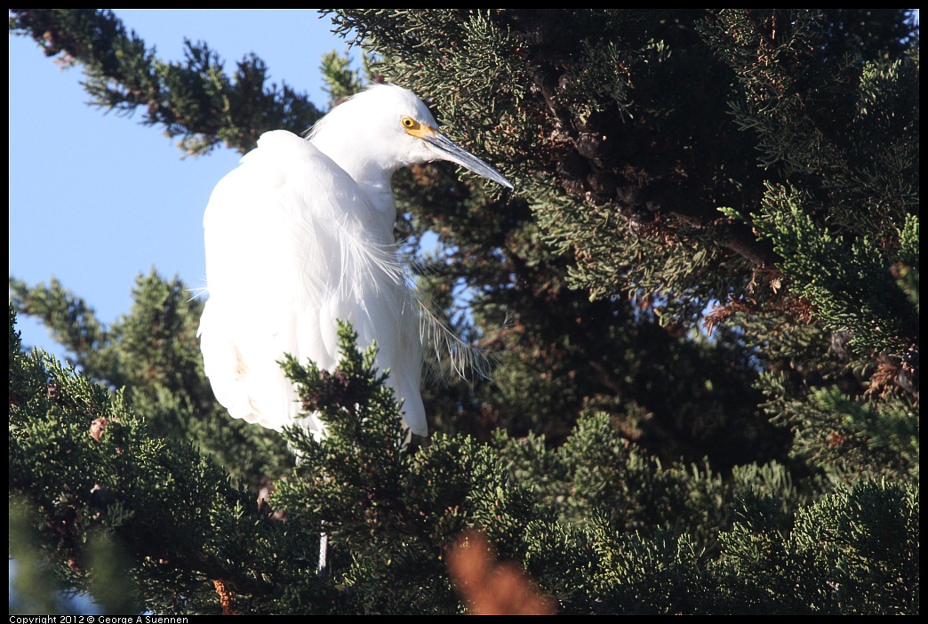 1106-083944-02.jpg - Snowy Egret