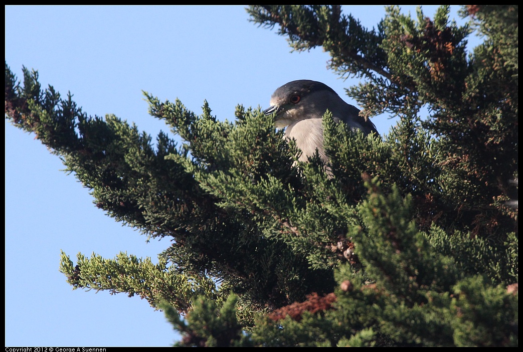 1106-084010-01.jpg - Black-crowned Night Heron