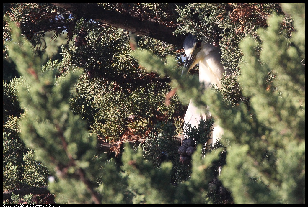 1106-084021-01.jpg - Black-crowned Night Heron