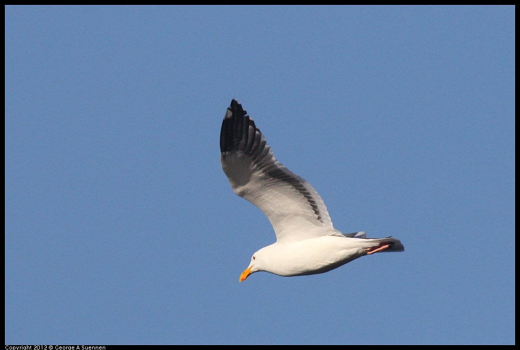 1106-084414-02.jpg - Western Gull