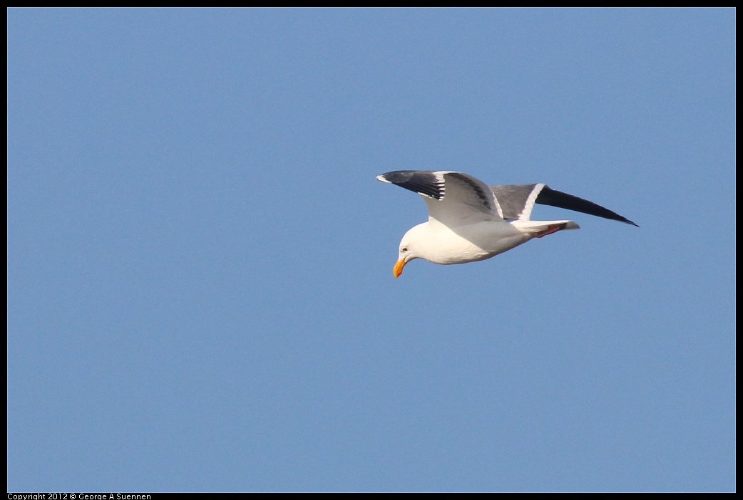 1106-084415-04.jpg - Western Gull