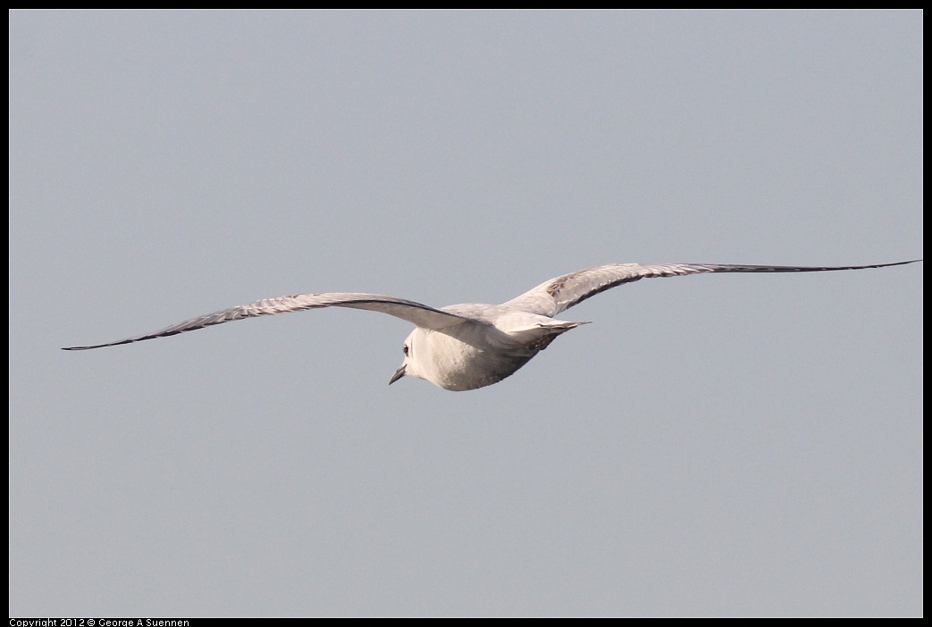 1106-084444-01.jpg - Bonaparte's Gull