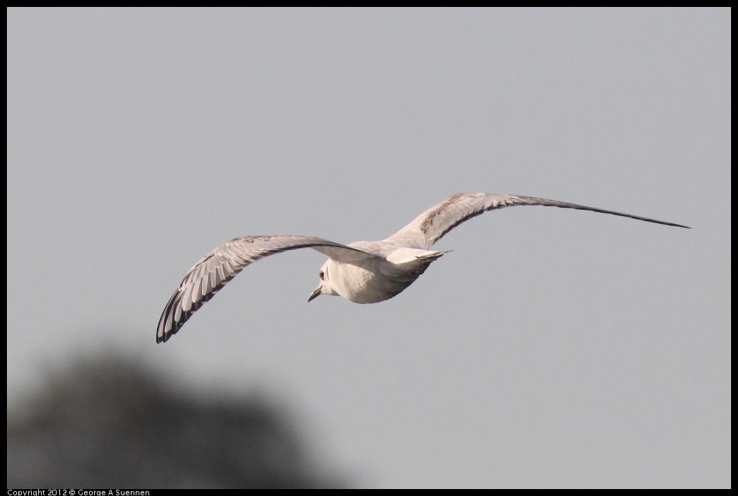 1106-084445-04.jpg - Bonaparte's Gull