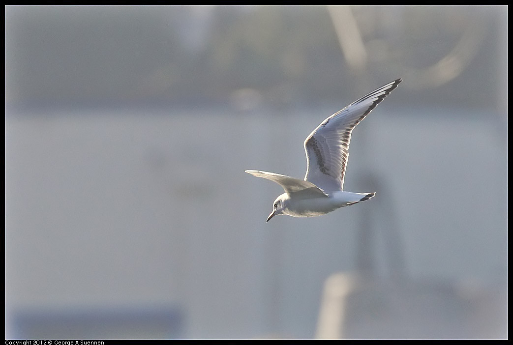 1106-084449-04.jpg - Bonaparte's Gull