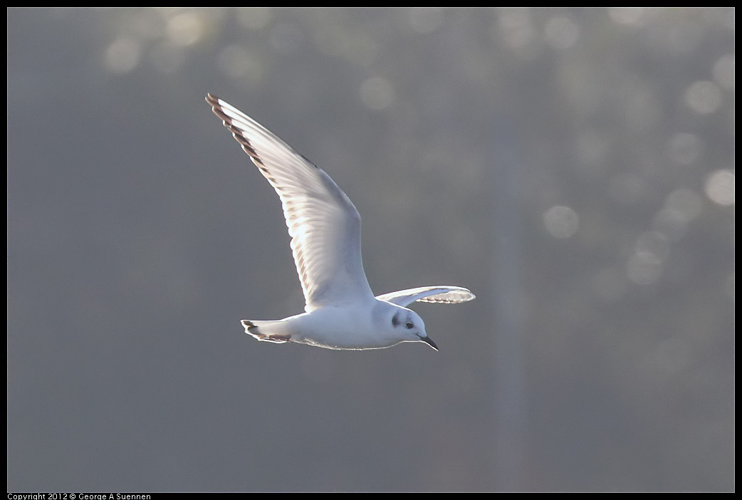 1106-084455-01.jpg - Bonaparte's Gull