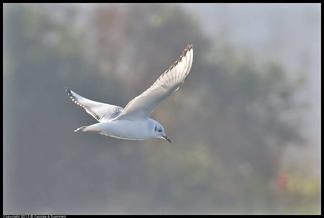 1106-084457-02.jpg - Bonaparte's Gull