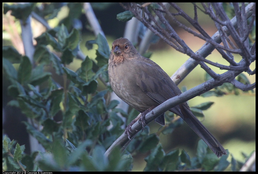 1106-084715-01.jpg - California Towhee