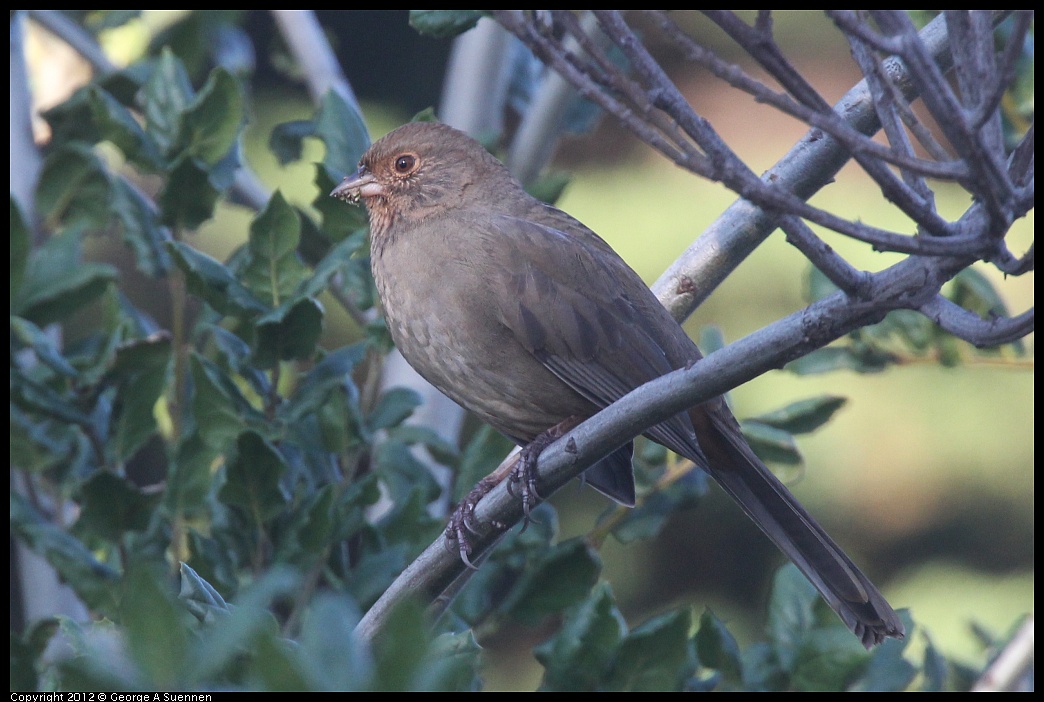 1106-084718-01.jpg - California Towhee