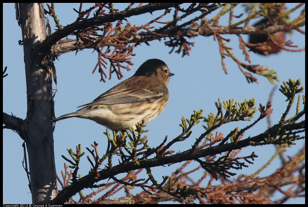 1106-084858-02.jpg - Yellow-rumped Warbler