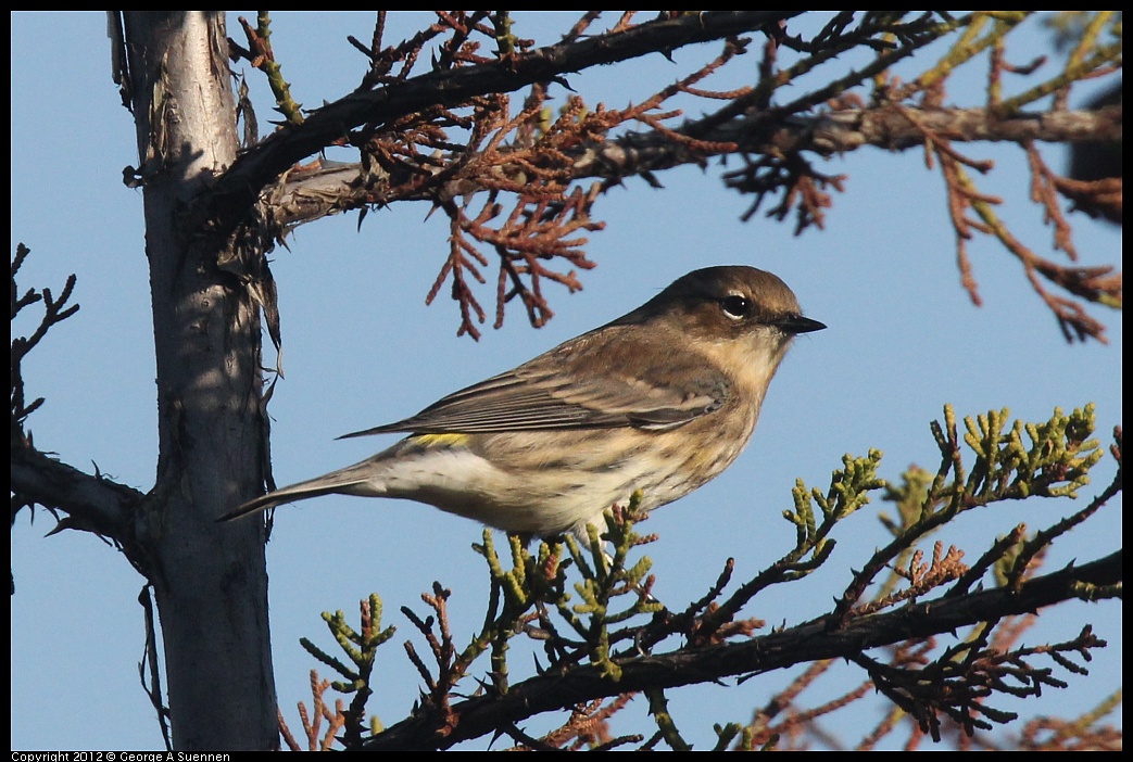 1106-084859-01.jpg - Yellow-rumped Warbler