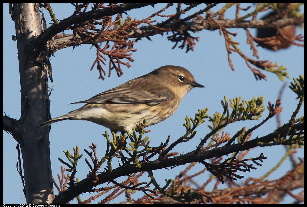 1106-084859-02.jpg - Yellow-rumped Warbler