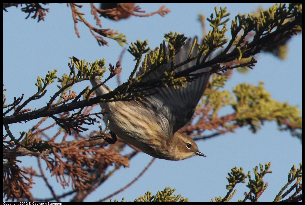 1106-084859-03.jpg - Yellow-rumped Warbler