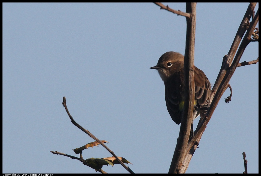 1106-084913-03.jpg - Yellow-rumped Warbler