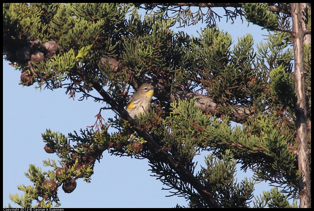 1106-084933-01.jpg - Yellow-rumped Warbler