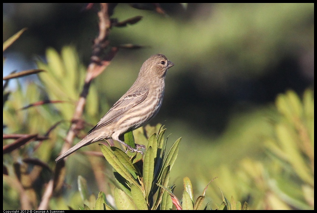 1106-085019-01.jpg -  House Finch