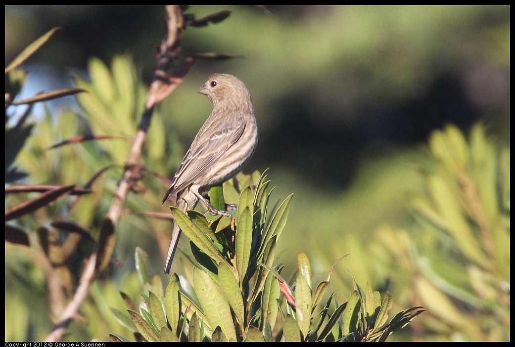 1106-085023-03.jpg - House Finch