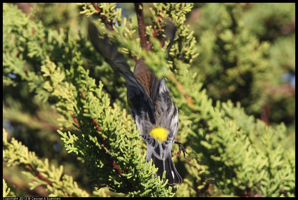 1106-085122-03.jpg - Yellow-rumped Warbler