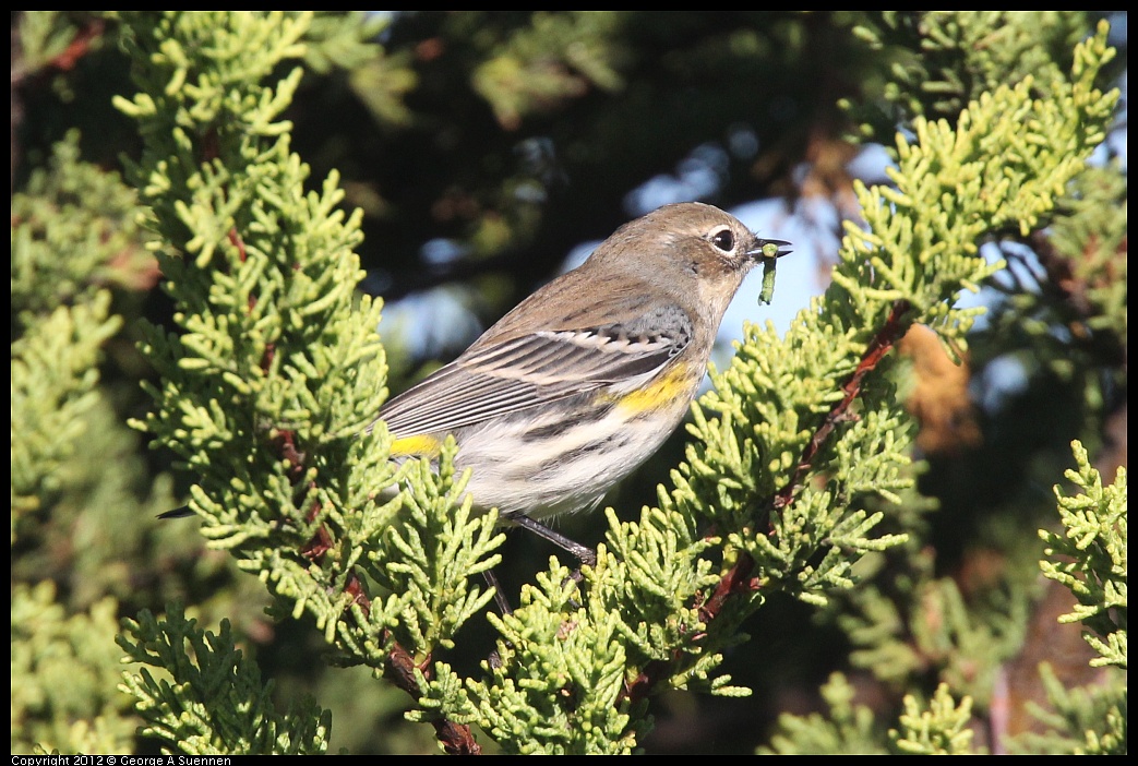 1106-085127-03.jpg - Yellow-rumped Warbler