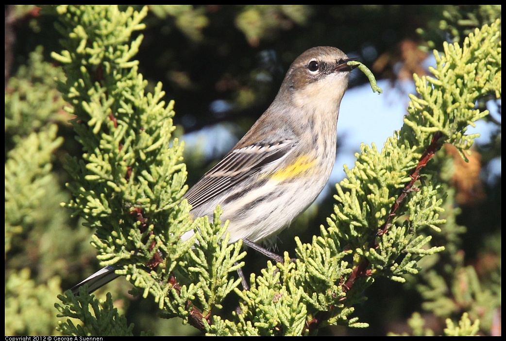 1106-085127-05.jpg - Yellow-rumped Warbler