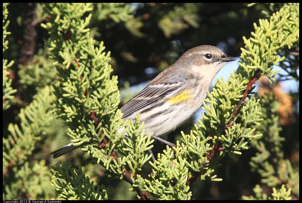 1106-085128-03.jpg - Yellow-rumped Warbler