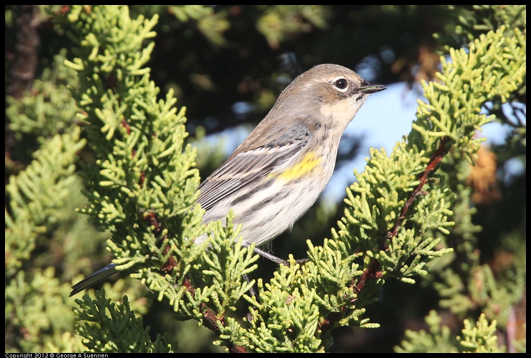 1106-085128-04.jpg - Yellow-rumped Warbler