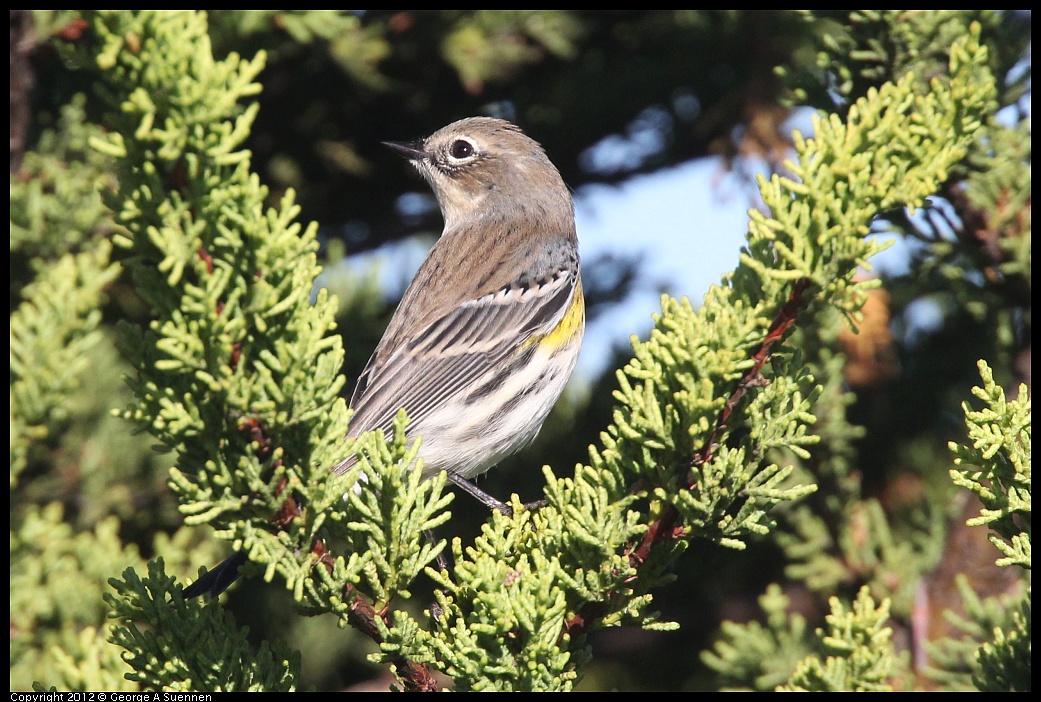 1106-085130-02.jpg - Yellow-rumped Warbler