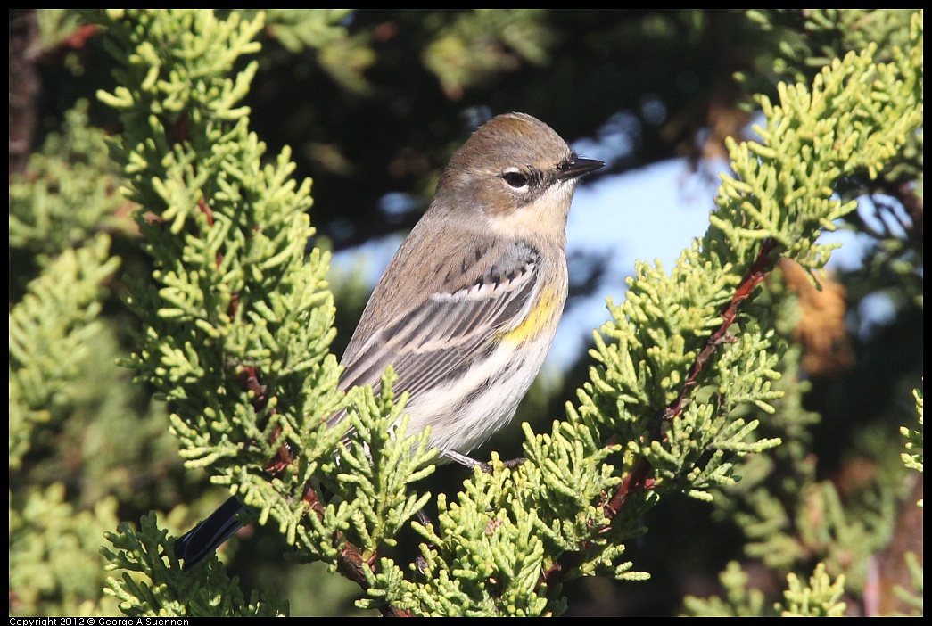 1106-085133-01.jpg - Yellow-rumped Warbler