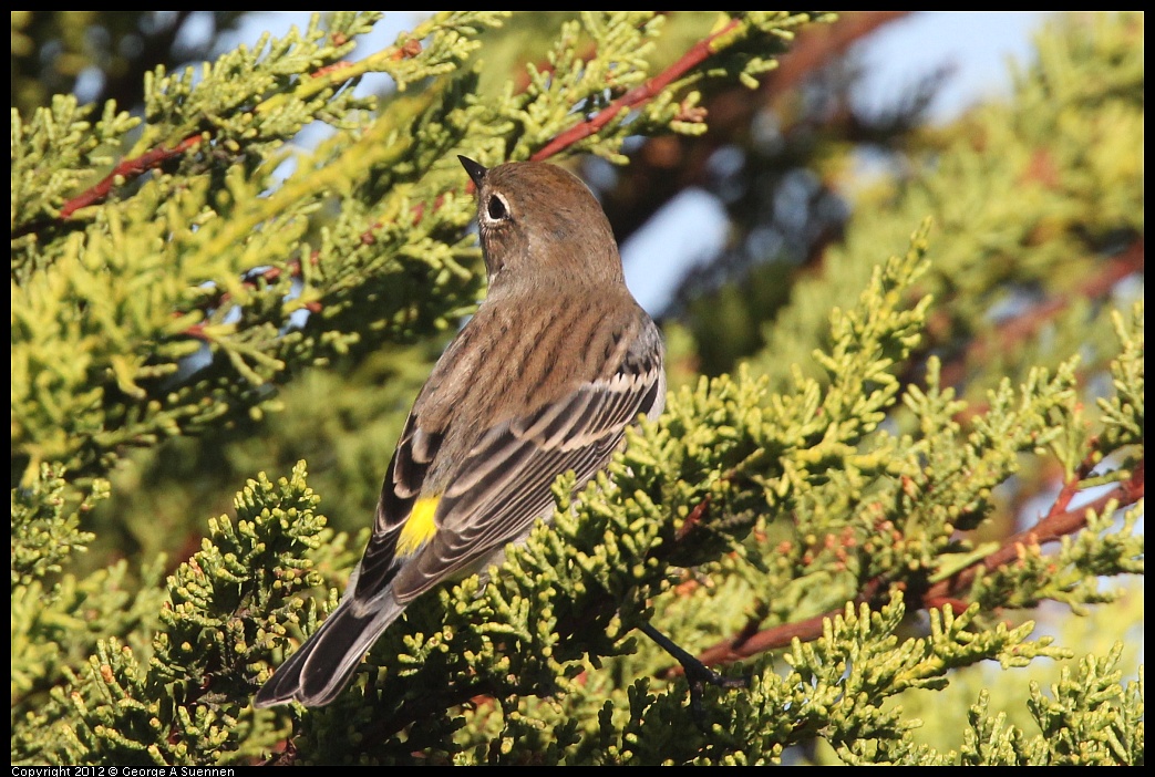 1106-085156-02.jpg - Yellow-rumped Warbler