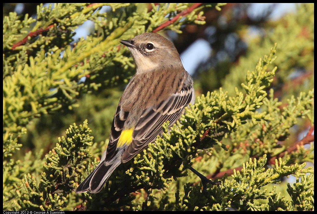 1106-085156-04.jpg - Yellow-rumped Warbler