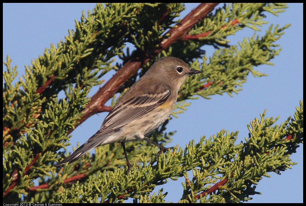 1106-085219-03.jpg - Yellow-rumped Warbler